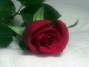 Photo 294702