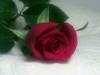 Photo 452458